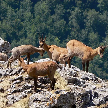 Maison d'hôtes Prato Rosso Pescasseroli